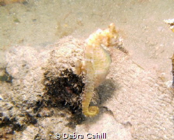 White's Seahorse Clifton Gardens New South Wales by Debra Cahill 